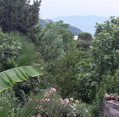 Raineri דומאסו