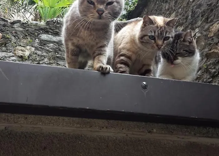 Raineri דומאסו