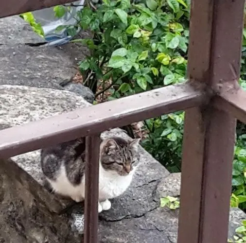 Raineri דירה דומאסו