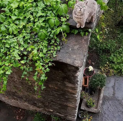 Raineri * דומאסו