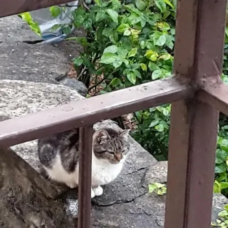 Raineri Apartman Domaso